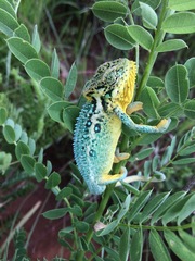 Bradypodion melanocephalum