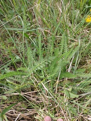Achillea millefolium
