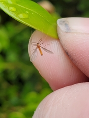 Monarthropalpus flavus