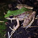 Swinhoe's Frog - Photo (c) 陳佑淇, some rights reserved (CC BY-NC), uploaded by 陳佑淇