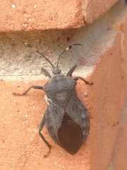 Pachylis laticornis