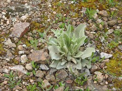 Verbascum rotundifolium