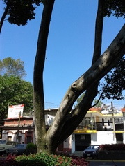 Ficus