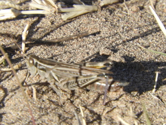 Dichroplus pratensis