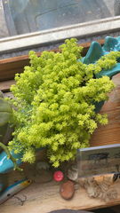 Sedum japonicum