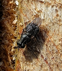Adoxomyia