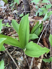 Clintonia umbellulata