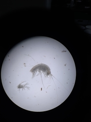 Hadziidae