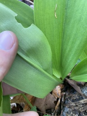 Clintonia umbellulata