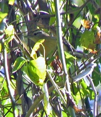 Herpsilochmus atricapillus