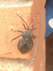 Pachylis laticornis