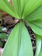 Clintonia umbellulata