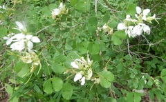 Bauhinia lunarioides