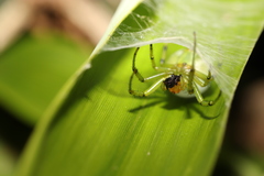 Aoaraneus pentagrammicus