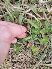 Geranium molle
