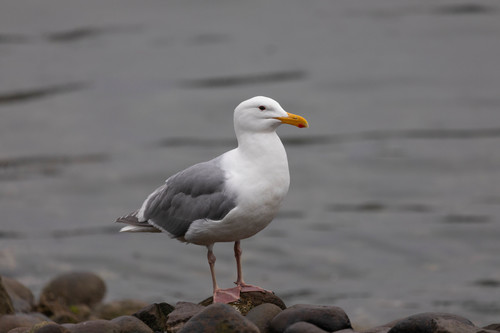 Gaviota de Bering (Larus glaucescens)
