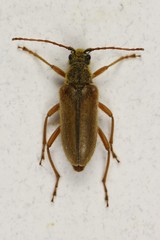 Cortodera subpilosa