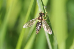 Sphaerophoria philanthus