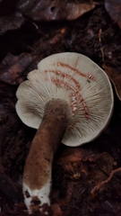Lactarius costaricensis