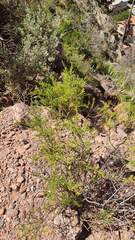 Baccharis boliviensis