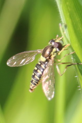 Sphaerophoria philanthus