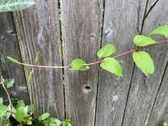 Lonicera japonica