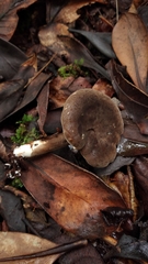 Lactarius costaricensis