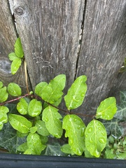 Lonicera japonica