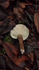 Lactarius costaricensis