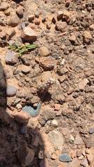 Austrocylindropuntia shaferi