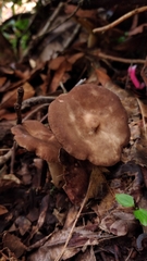 Lactarius costaricensis