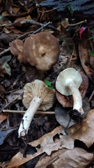 Lactarius costaricensis