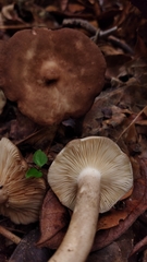 Lactarius costaricensis