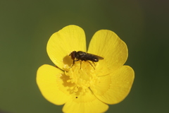 Melanogaster hirtella