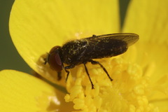 Melanogaster hirtella