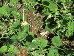 Takydromus formosanus