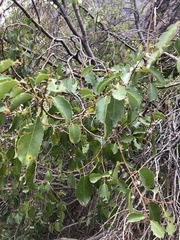 Azara petiolaris