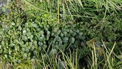 Hydrocotyle ranunculoides