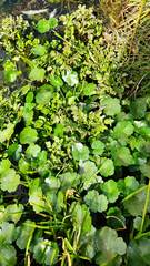 Hydrocotyle ranunculoides