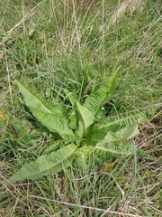 Dipsacus fullonum