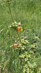 Scrophularia sambucifolia