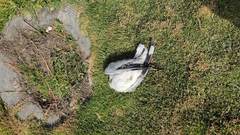 Chroicocephalus serranus