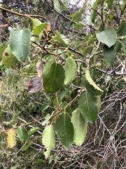 Azara petiolaris