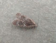 Agonopterix hypericella