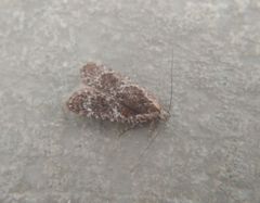 Agonopterix hypericella