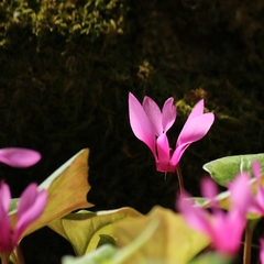 Cyclamen repandum