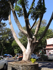 Ficus retusa