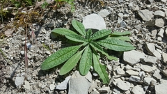 Echium vulgare pustulatum