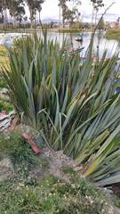 Phormium tenax