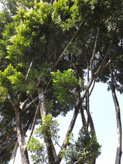 Ficus retusa